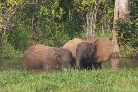 african forest elephants