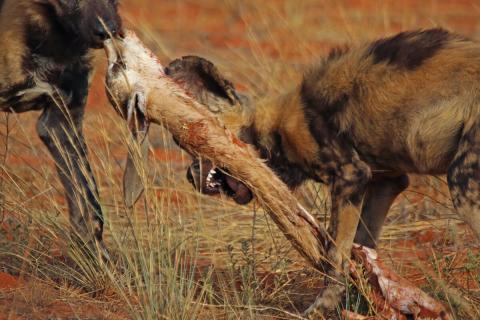 african wild dog eating