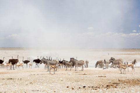 animals in Etosha national Park