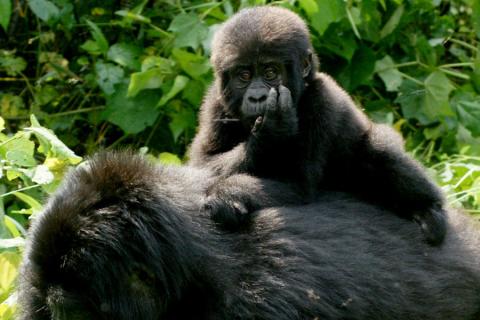 baby gorilla on the mothers back