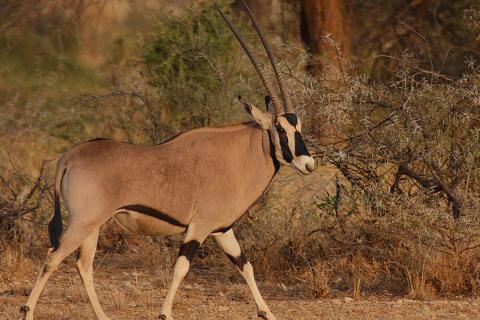 beisa oryx walking