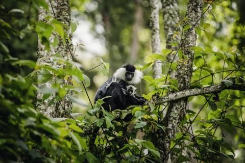black and white colobus monkey with its baby