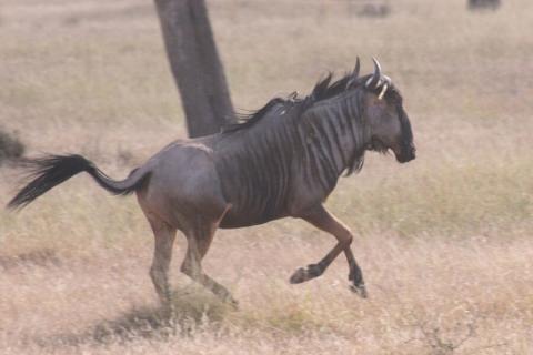 blue wildebeest running