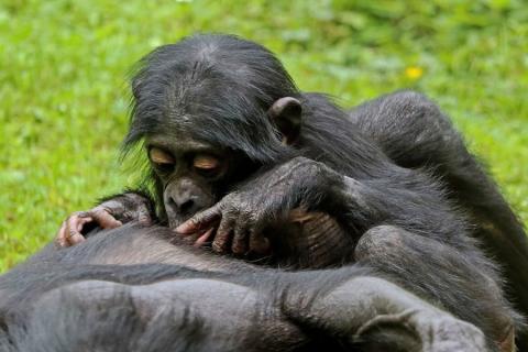 bonobos grooming