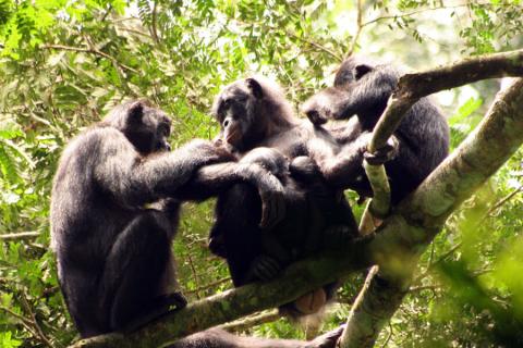 bonobos up a tree