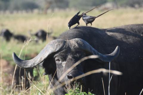 buffalo with birds