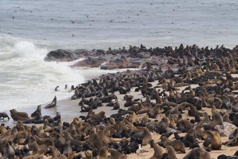 cape cross seal reserve namibia