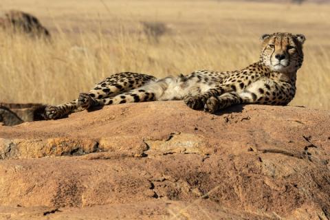 cheetah resting on a rock