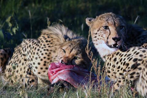 cheetahs eating meat