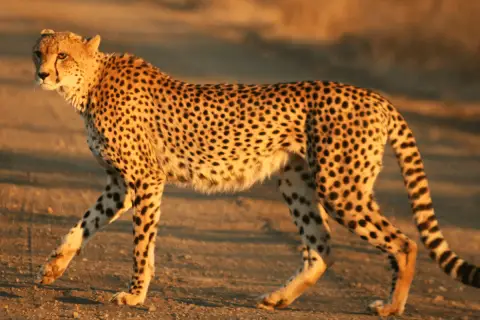 cheetah in kruger np