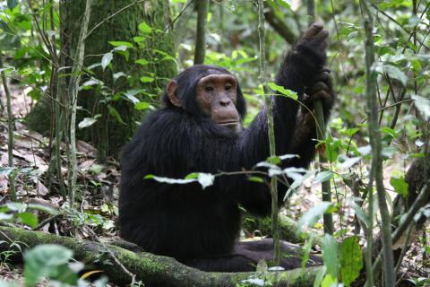 chimp in Kibale np uganda