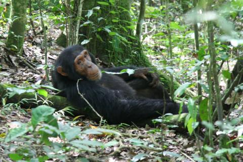 chimpanzee in the forest