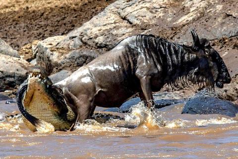 crocodile attacking wildebeest