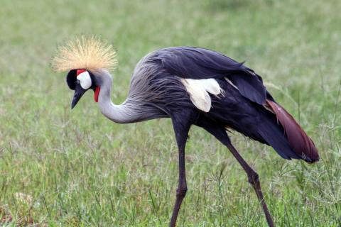 Grey crowned crested crane