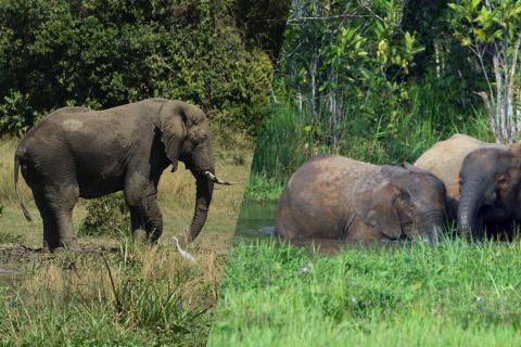 elephant hump comparision