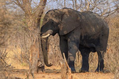 elephant in khaudum np namibia
