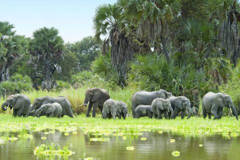 elephants drinking in selous gr