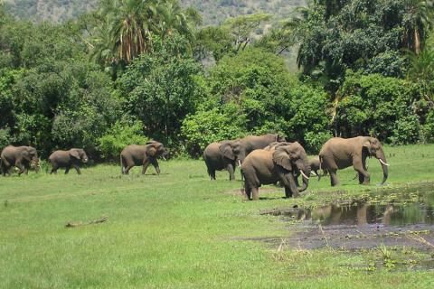 elephants in Akagera np