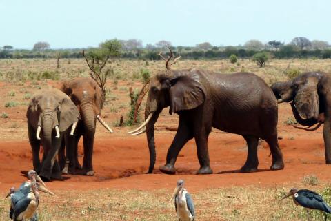 elephants in tsavo east np