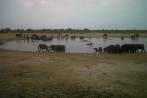 elephants at Nyamandhlovu Pan in Hwange np Zimbabwe