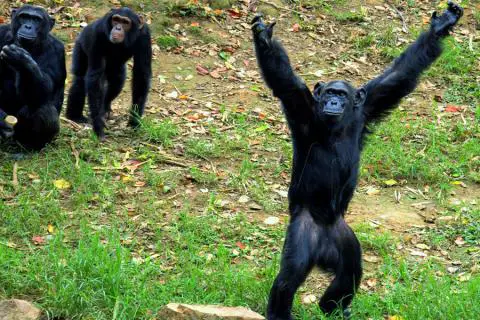 entebbe zoo chimps