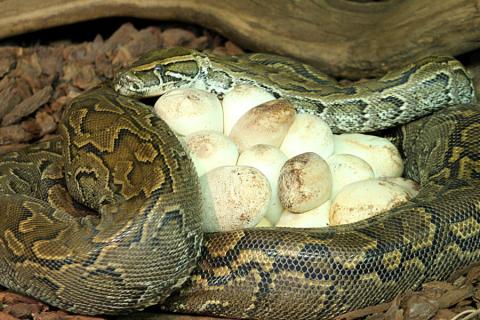 female african python with eggs
