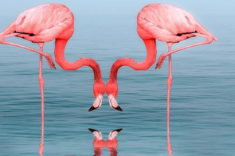 flamingo mates