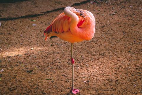 flamingo on one leg