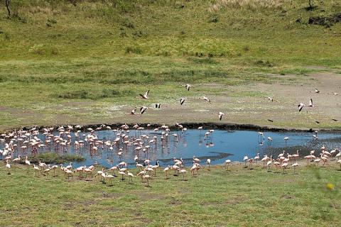flamingos at momella lake in Arusha np