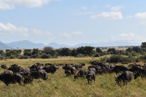 gang of african buffaloes