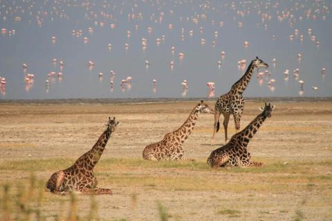 giraffes and flamingos in manyara