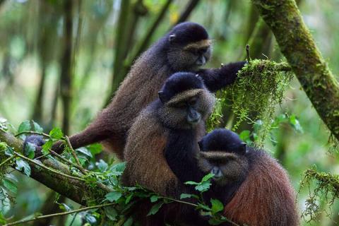 golden monkeys in the rain forest