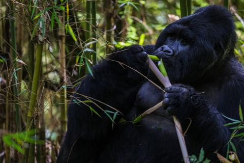 gorilla eating bamboo