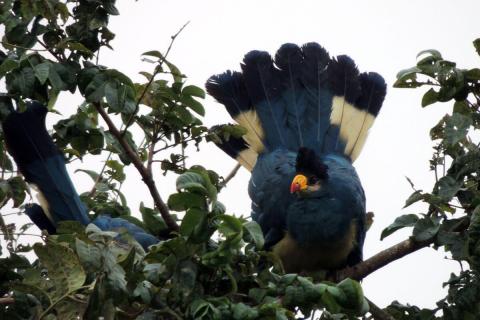 great blue turaco