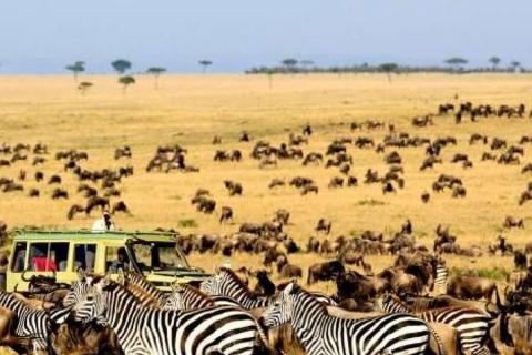 great migration safari