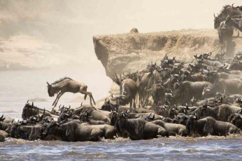 great migration wildebeest