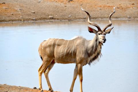 greater Kudu in Etosha
