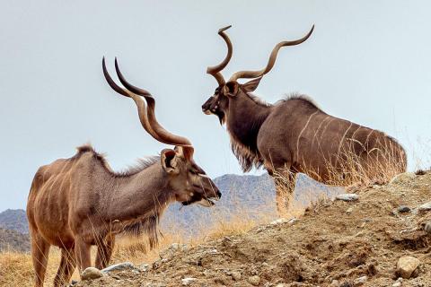 greater kudu males