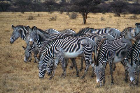 grevys zebra in samburu