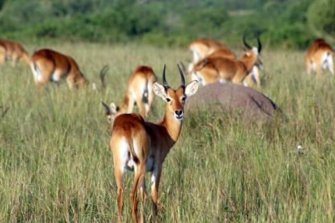 herd of uganda kobs