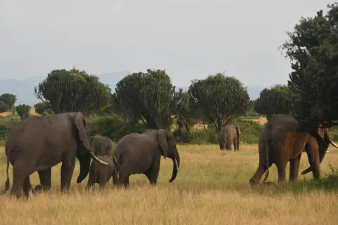 herd of elephants in Uganda