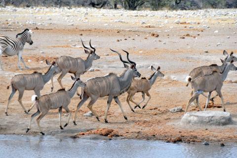 herd of kudu in Etosha