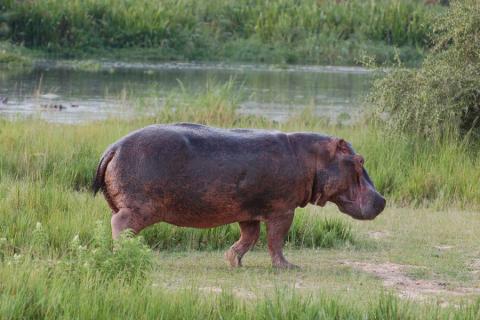 hippo walking