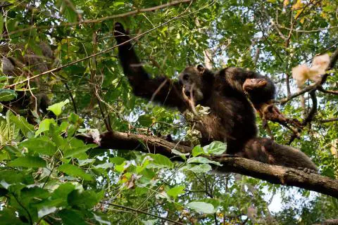 hunting chimp in Gombe np