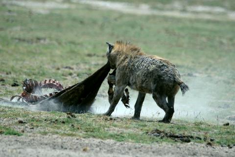 hyena kill