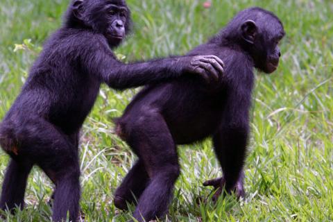 juvenile bonobos