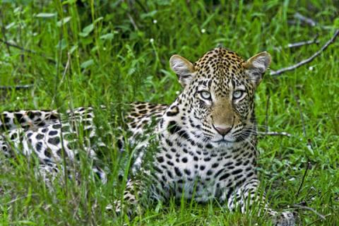 leopard laying in the grass