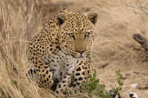 leopard stalking prey