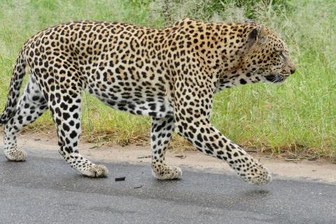 leopard walking on the road