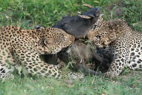 leopards eating warthog